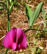 Imagem de Lathyrus tingitanus L.