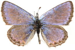 Image of Polyommatinae