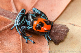 Image of Blessed Poison Frog