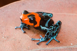 Image of Blessed Poison Frog