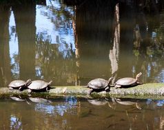 Image of Pacific pond turtle