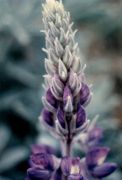 Imagem de Lupinus ludovicianus Greene