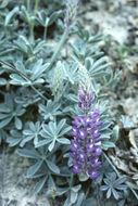 Image of San Luis lupine