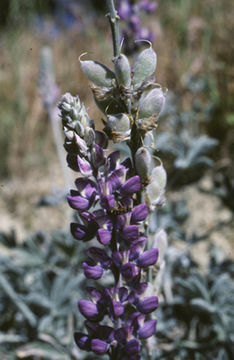 Imagem de Lupinus ludovicianus Greene