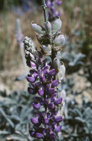 Image of San Luis lupine