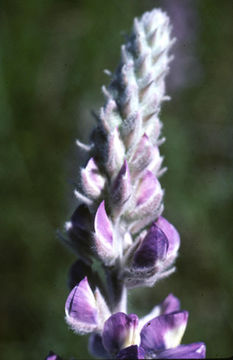 Imagem de Lupinus ludovicianus Greene