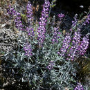 Sivun Lupinus ludovicianus Greene kuva