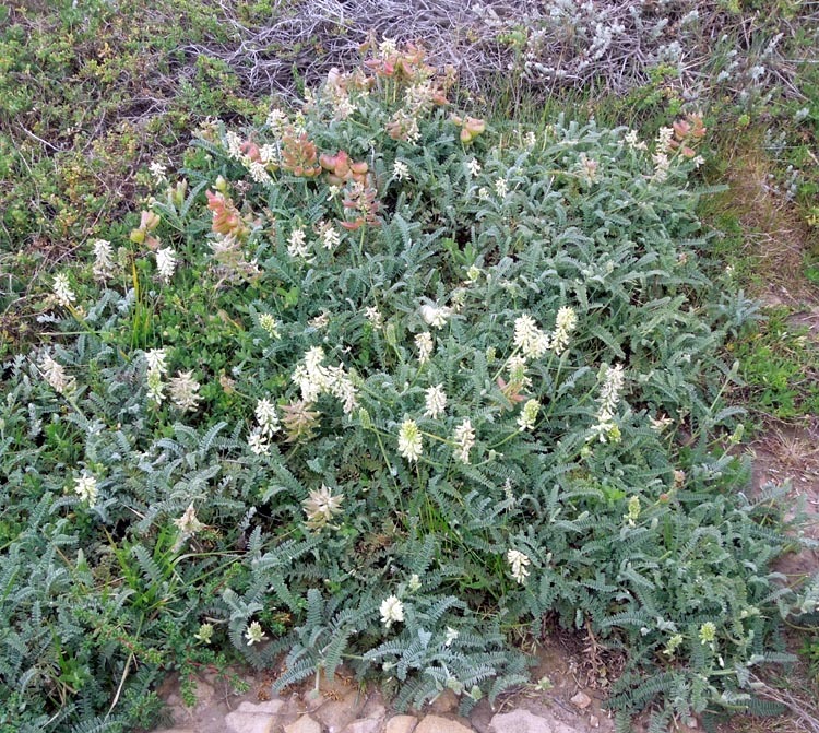 Image of Morro milkvetch