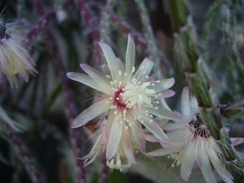 Imagem de Rhipsalis pilocarpa Loefgr.