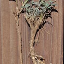Sivun Trifolium gymnocarpon var. plummerae (S. Watson) J. S. Martin kuva