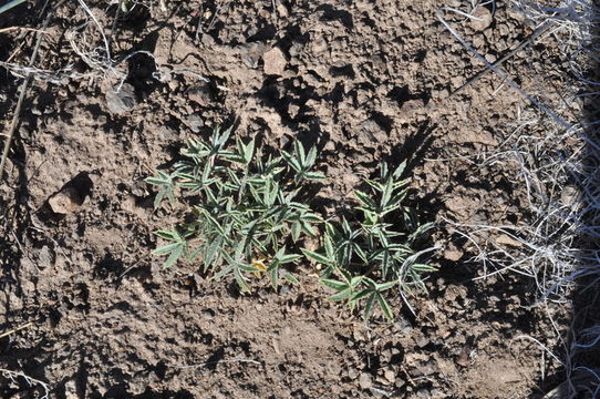 Trifolium gymnocarpon var. plummerae (S. Watson) J. S. Martin resmi