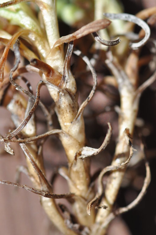 Image of blue dwarf fleabane