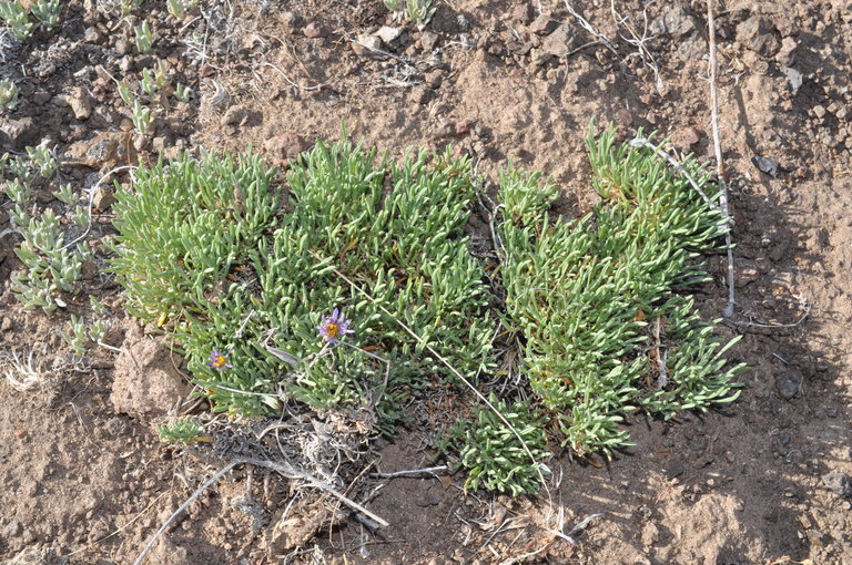 Image of blue dwarf fleabane