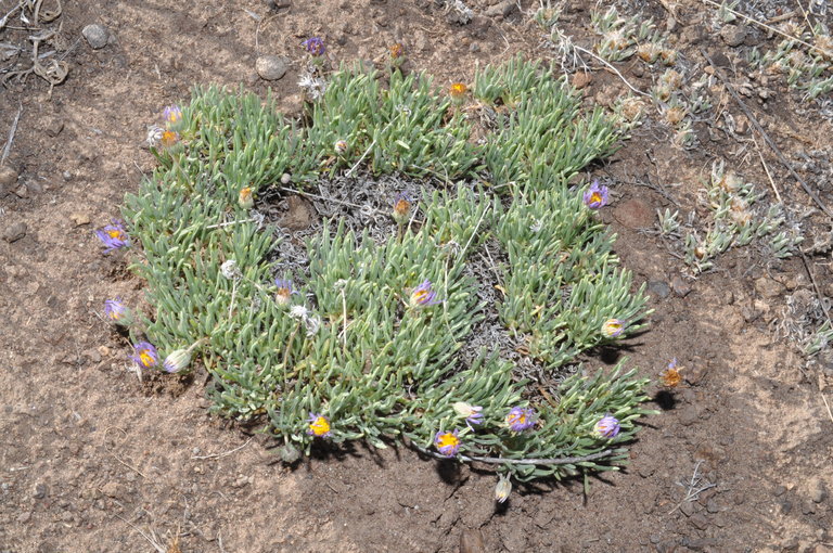 Image de Erigeron elegantulus Greene