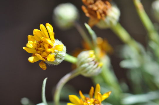 Image de Erigeron linearis (Hook.) Piper