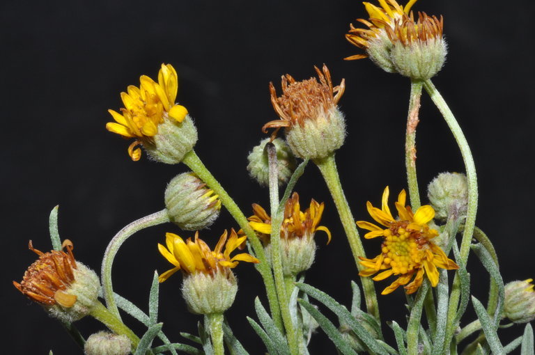 Image de Erigeron linearis (Hook.) Piper