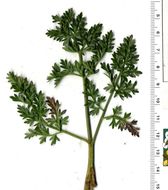 Lomatium vaginatum Coult. & Rose resmi