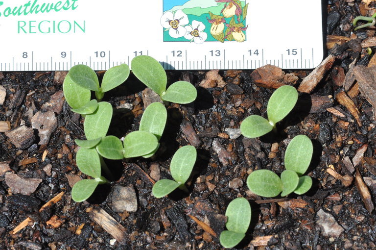 Image of <i>Onopordum <i>acanthium</i></i> ssp. acanthium