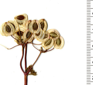 Imagem de Lomatium utriculatum (Nutt. ex Torr. & Gray) Coult. & Rose