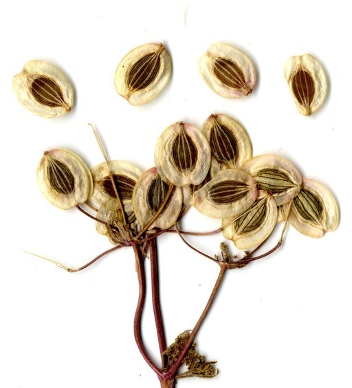 Image of common lomatium