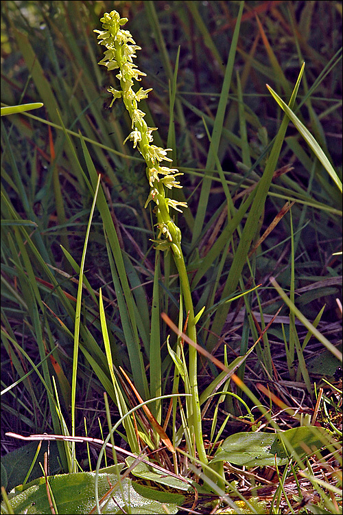 Imagem de Herminium monorchis (L.) R. Br.