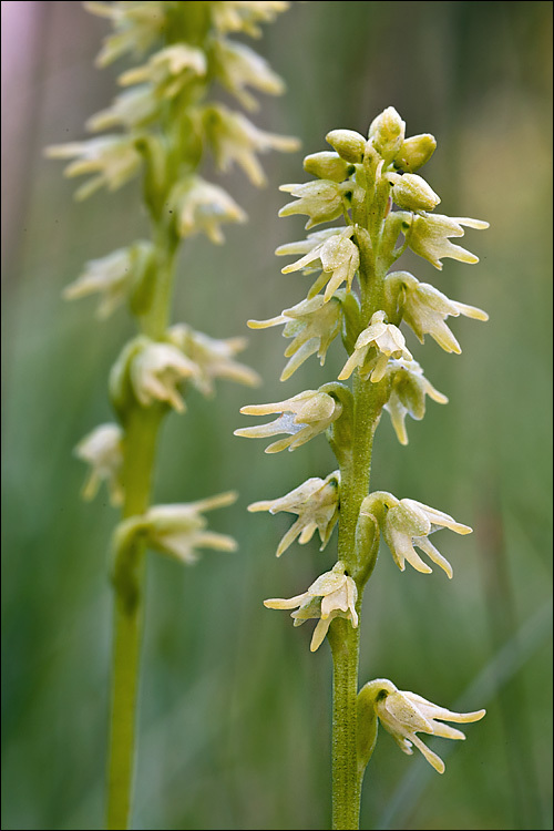 Image of Musk orchid