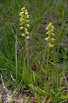 Image of Musk orchid