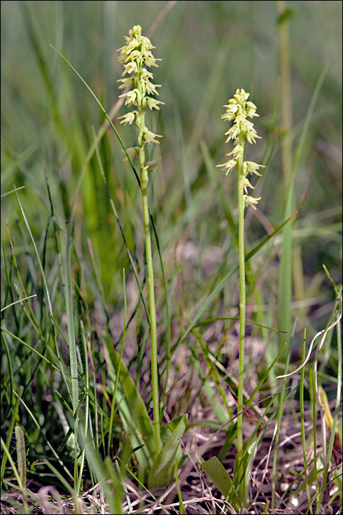 Image of Musk orchid