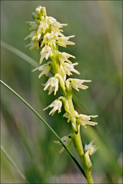 Image of Musk orchid