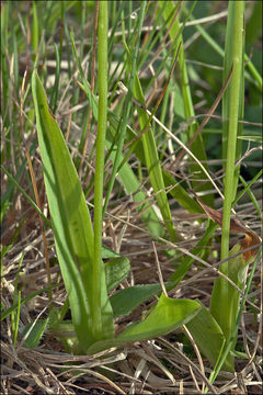 Image of Musk orchid