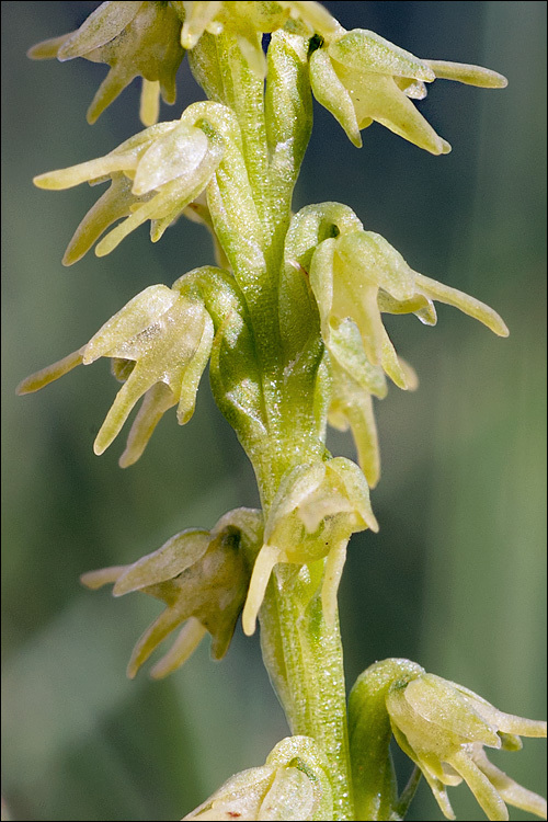 Image of Musk orchid