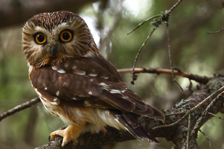 Image of Northern Saw-whet Owl