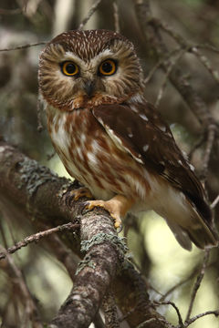 Image of Northern Saw-whet Owl