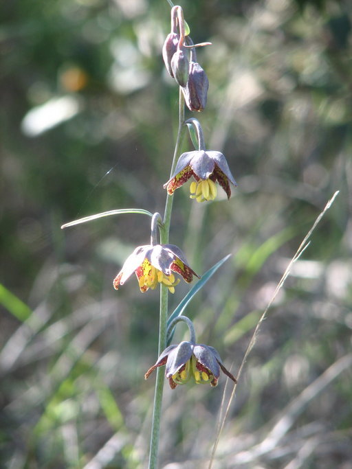 Image of Ojai fritillary