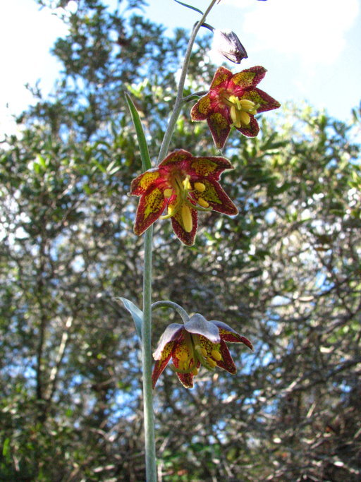 Image of Ojai fritillary