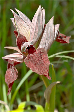 Image of Heart-flowered serapias