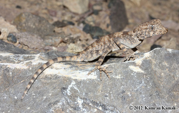 Image of Persian Spider Gecko