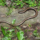 Image of Slow Worm