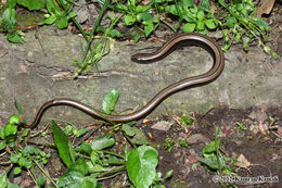 Image of Slow Worm