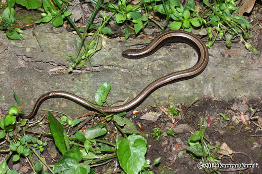 Image of Slow Worm