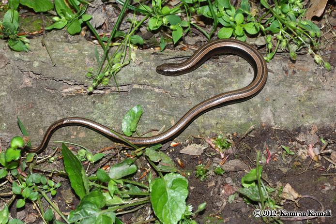 Image of Slow Worm