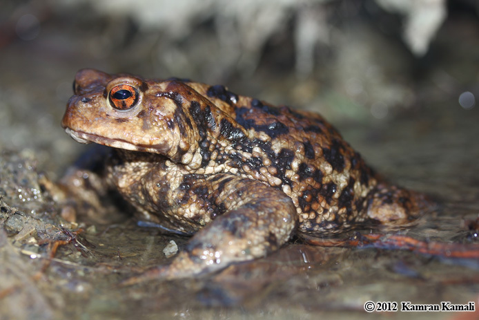 Image de Bufo eichwaldi Litvinchuk, Borkin, Skorinov & Rosanov 2008