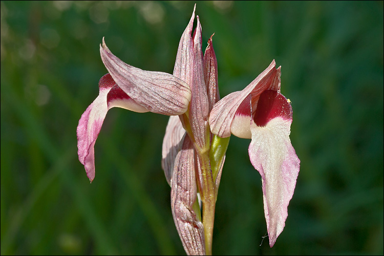 Image of Tongue-orchid