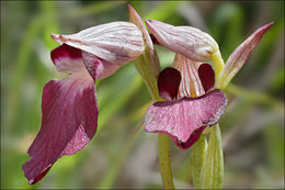 Image of Tongue-orchid