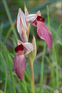 Image of Tongue-orchid