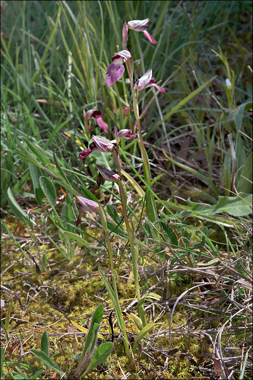 Image of Tongue-orchid