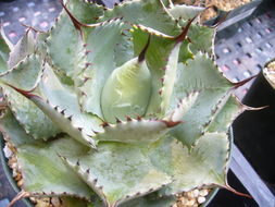 Sivun Agave isthmensis A. García-Mend. & F. Palma kuva