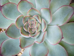 Image of Echeveria colorata Walther