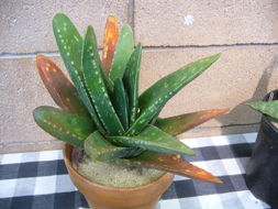 Image of Gasteria excelsa Baker