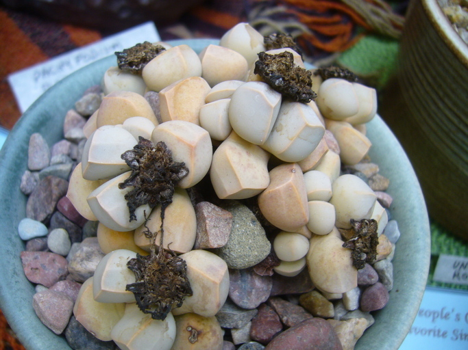 Image of Lapidaria margaretae (Schwant.) Dinter & Schwant.